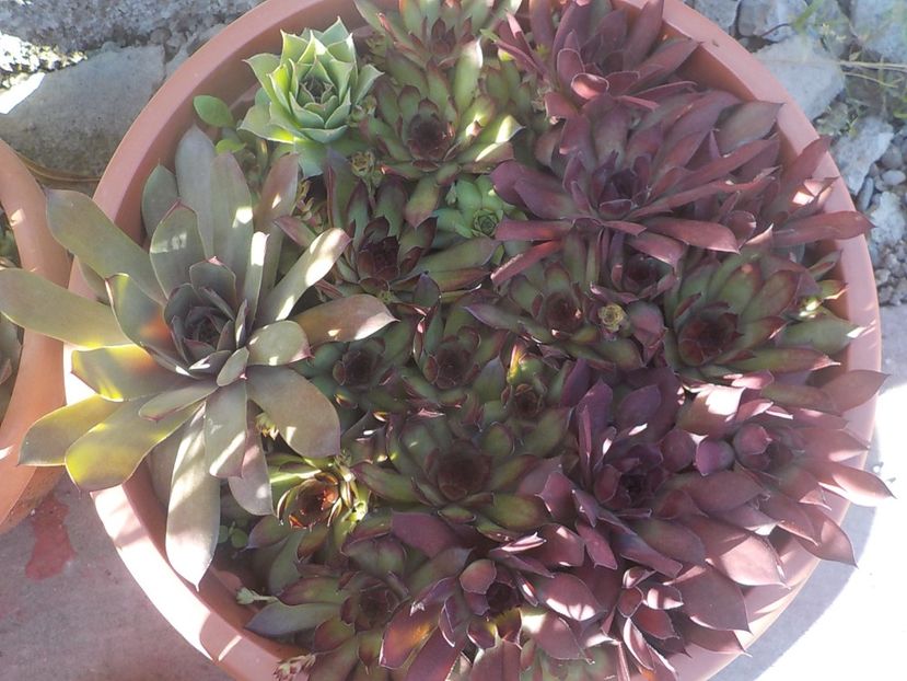  - Genul Sempervivum