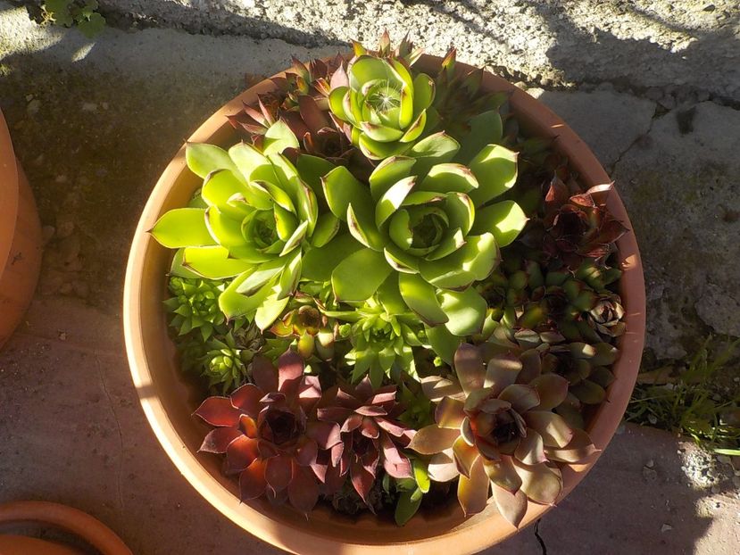  - Genul Sempervivum