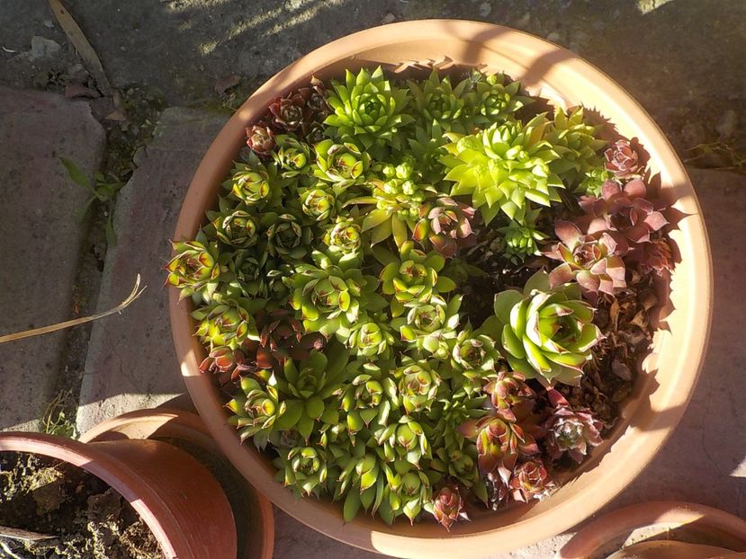  - Genul Sempervivum