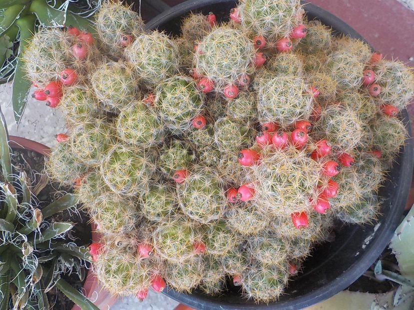  - mammillaria prolifera