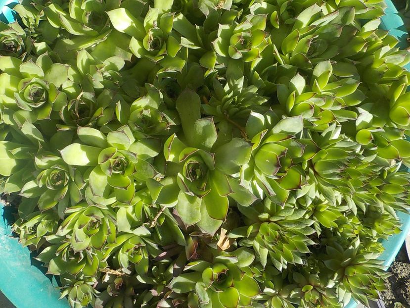  - Genul Sempervivum