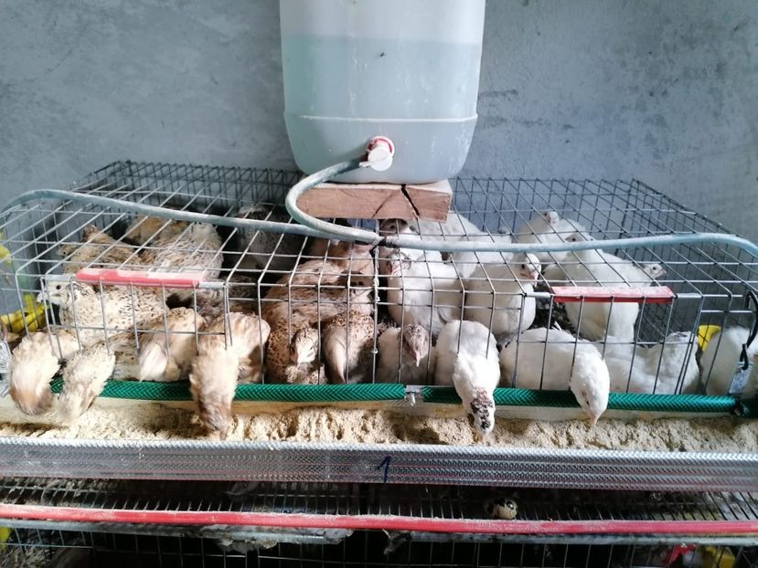 IMG-20210522-WA0003 - Prepelite