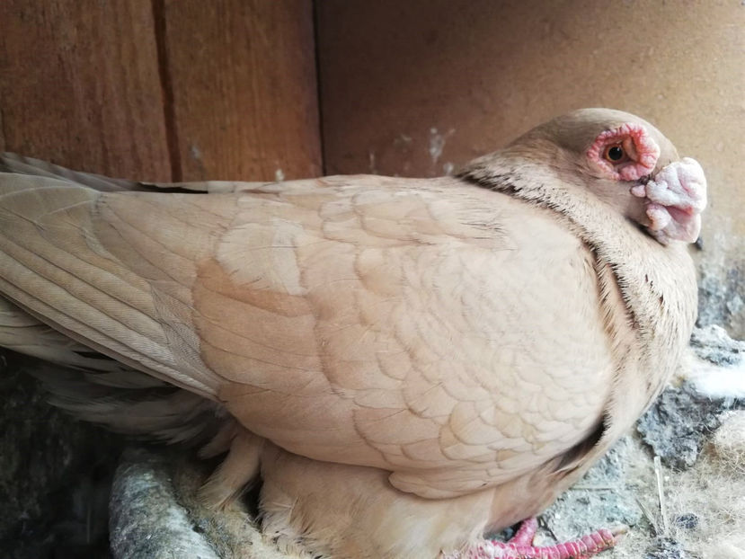 WhatsApp Image 2021-05-18 at 12.07.32 - Perechea 6