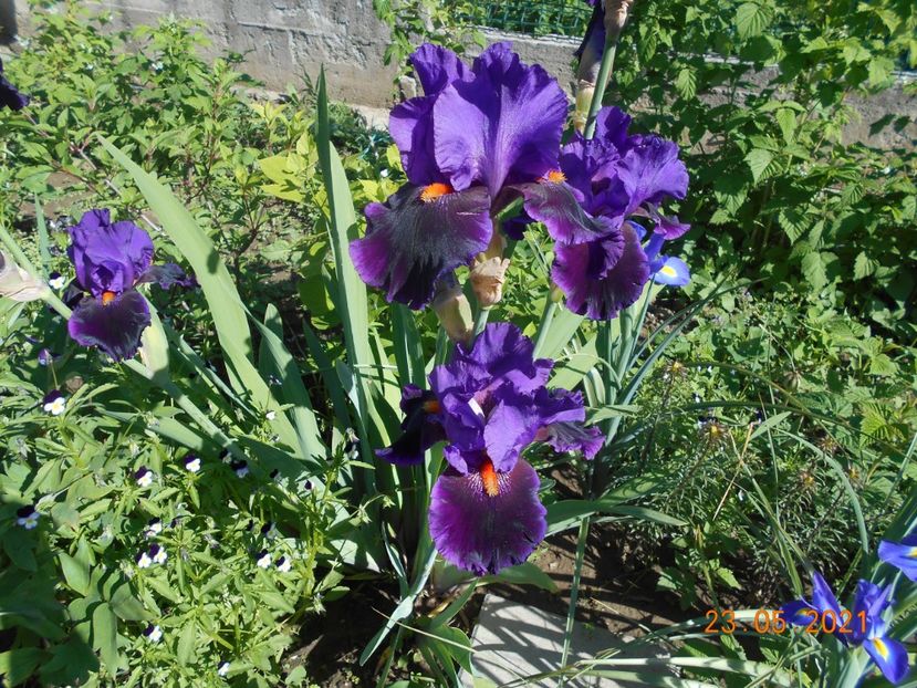 Local Color - 02 Irisi 2021