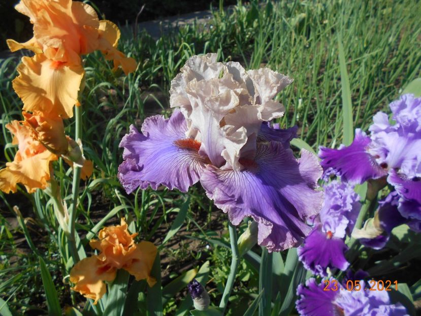 Fashion Alert - 02 Irisi 2021