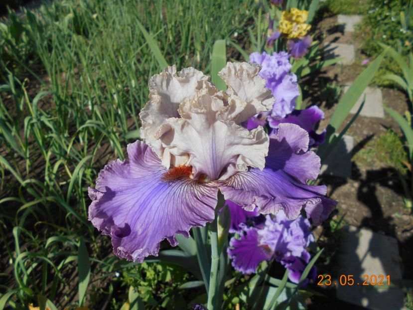 Fashion Alert - 02 Irisi 2021