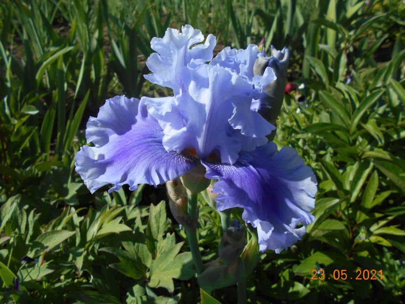 Blue Angel - 02 Irisi 2021