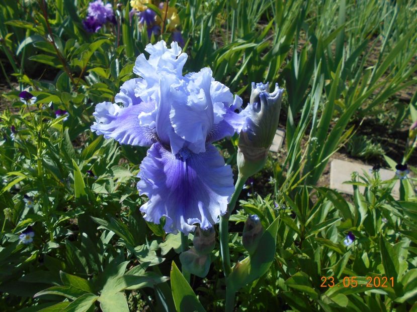 Blue Angel - 02 Irisi 2021