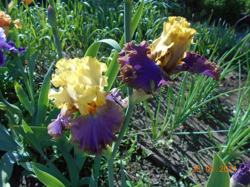 Garden Pleasure - 02 Irisi 2021