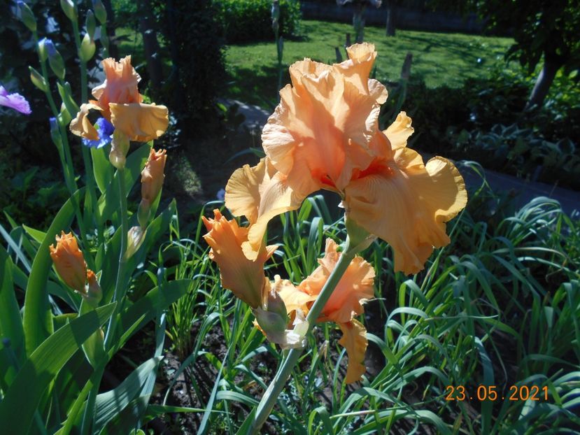 Good Shoow - 02 Irisi 2021