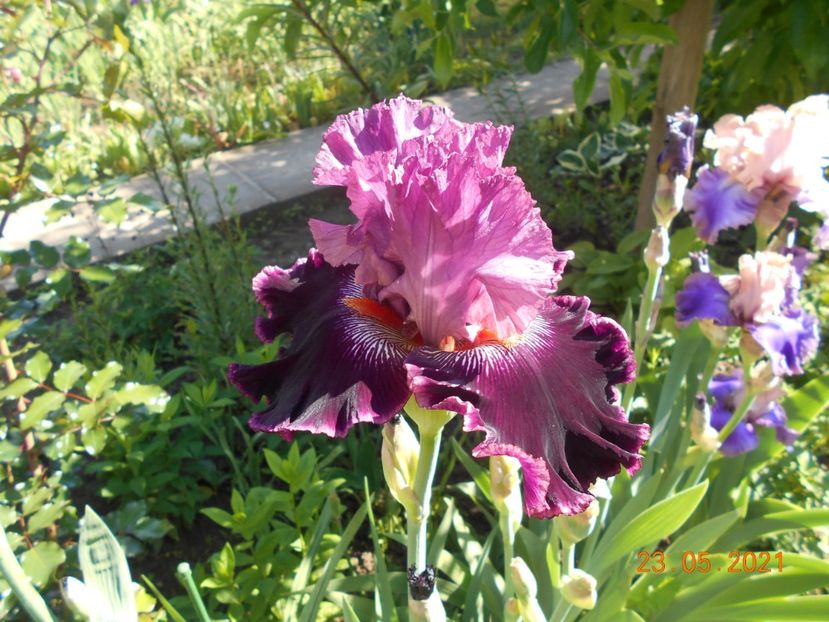 Fashion Diva - 02 Irisi 2021