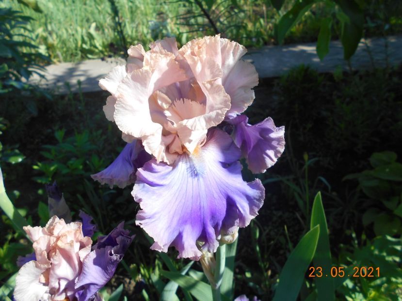 Florentine Silk - 02 Irisi 2021