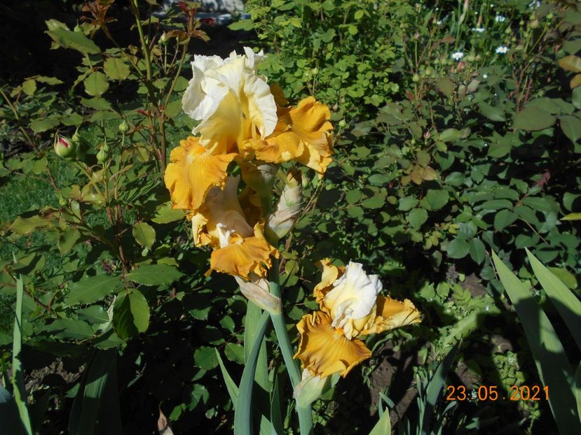 Tour de France - 02 Irisi 2021