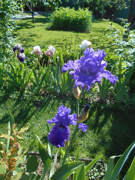 Indigo Princes - 02 Irisi 2021