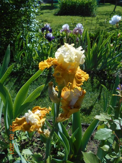 Tour de France - 02 Irisi 2021