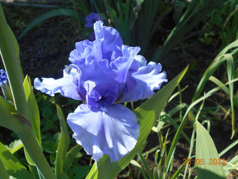 Tokatee Falss - 02 Irisi 2021