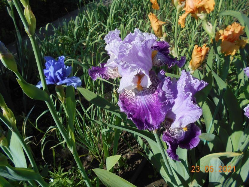 Arabela - 02 Irisi 2021