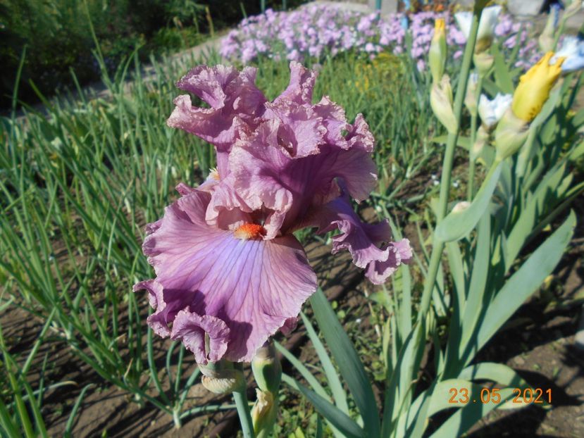 Eyes for Style - 02 Irisi 2021