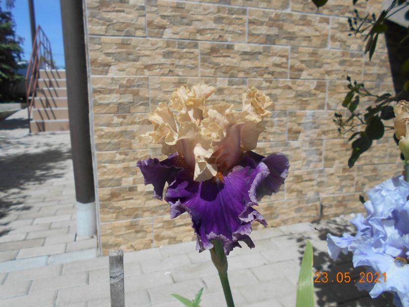 Roaring Twentie - 02 Irisi 2021