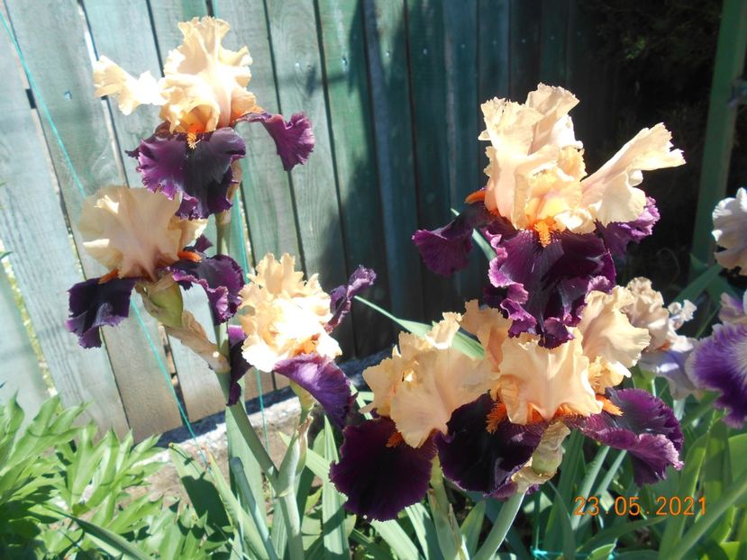 Ocelot - 02 Irisi 2021