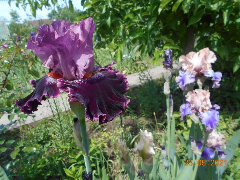 Fashion Diva - 02 Irisi 2021