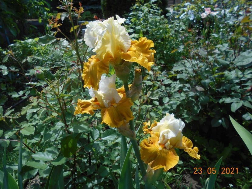 Tour de France - 02 Irisi 2021