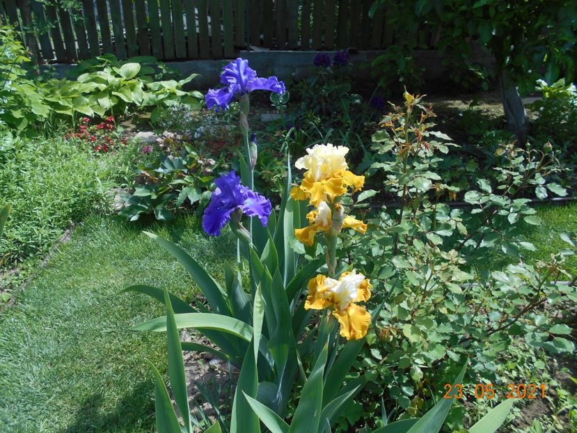 Indigo Princes si Tour de France - 02 Irisi 2021