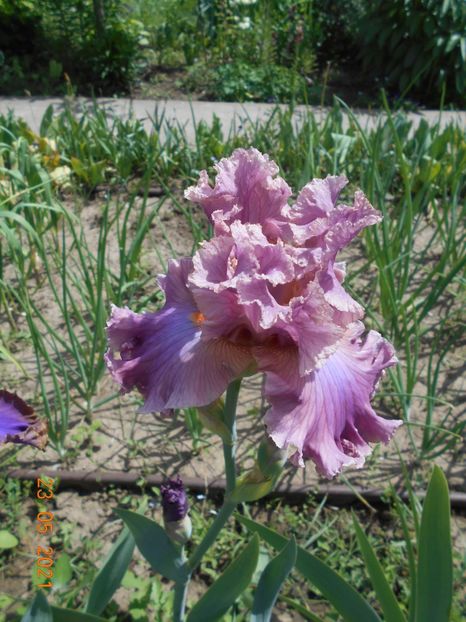 Eyes for Style - 02 Irisi 2021