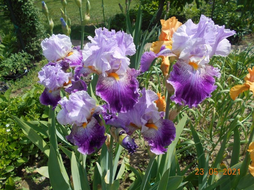 Arabela - 02 Irisi 2021