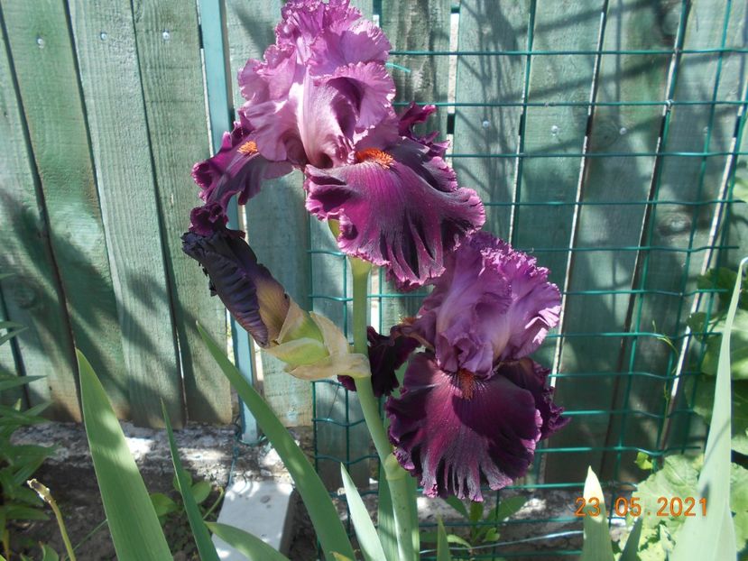 Up in Flame - 02 Irisi 2021