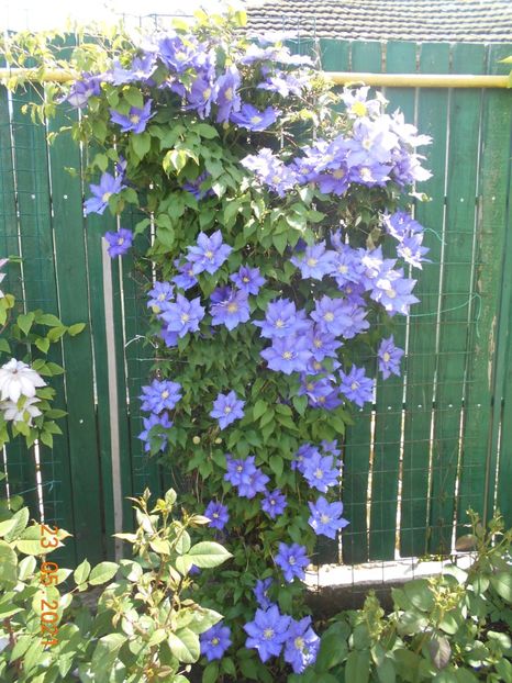  - 02 Clematite 2021
