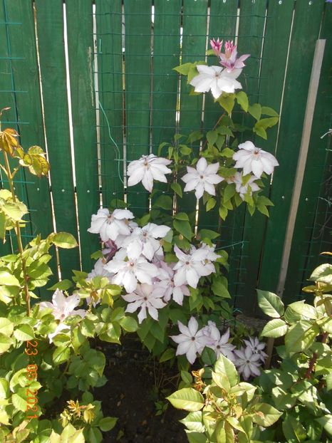  - 02 Clematite 2021