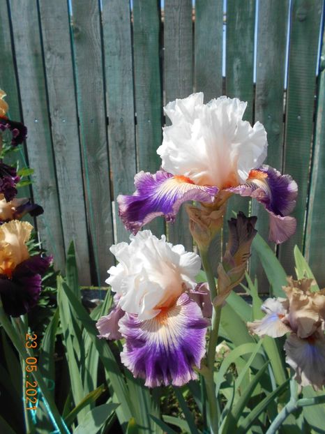 Pop Idol - 02 Irisi 2021