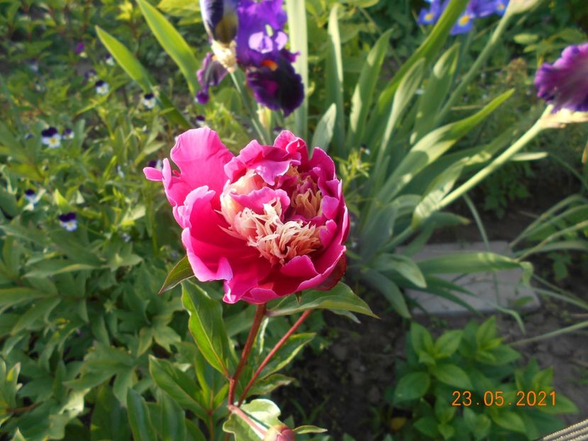 Daydream - 02 Primavara 2021