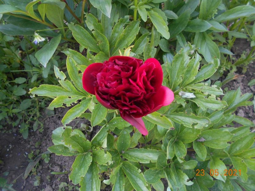 Red Grace - 02 Primavara 2021