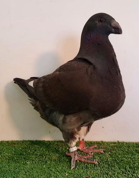 Pui din randunika 2021 - Pui 2021