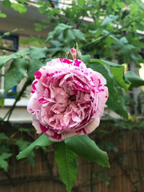  - Variegata di Bologna