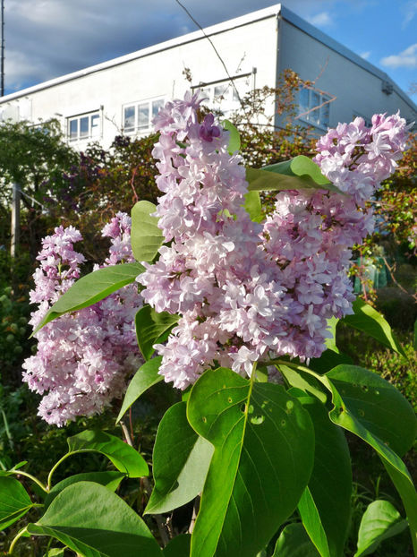  - 2021 - 01 - Primavara