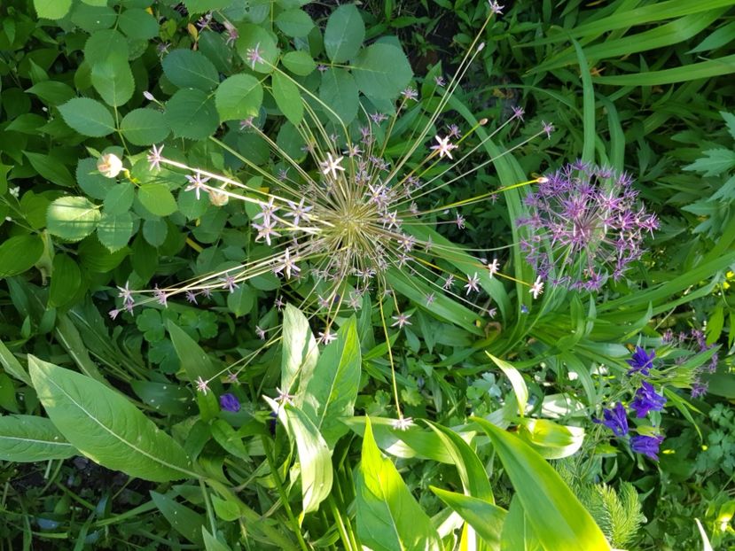  - Allium 2020 21 22