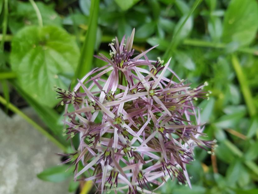  - Allium 2020 21 22