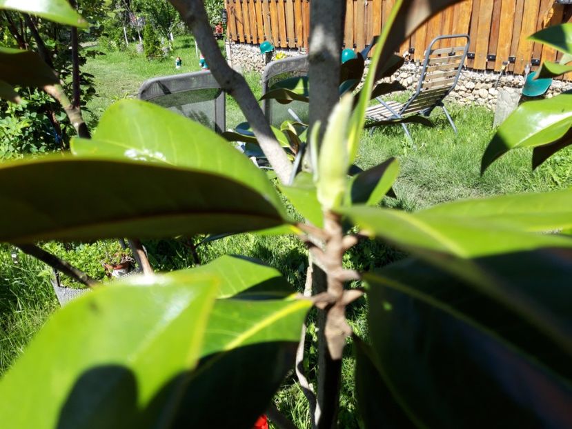  - magnoliile mele