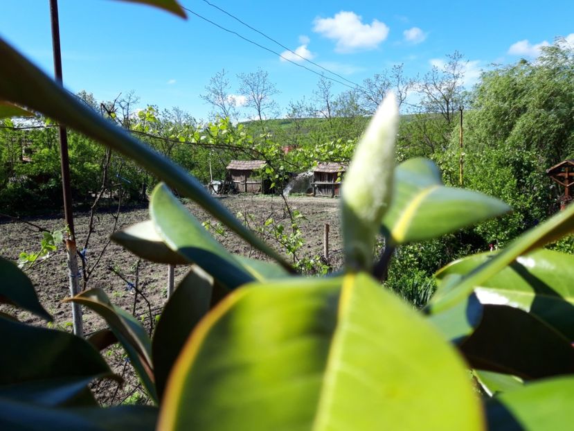  - magnoliile mele