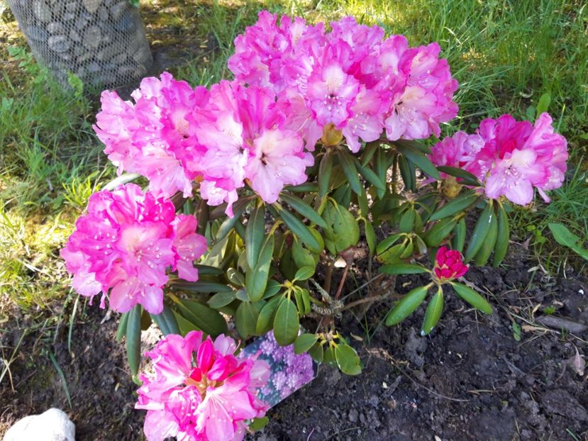  - Rododendronul