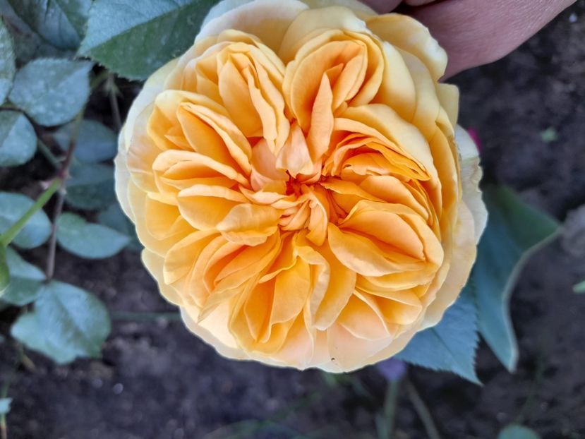 Chippendale gold - 2021 trandafiri