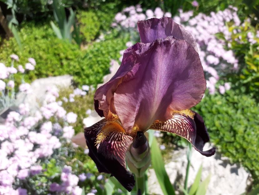 NN5 - Iris 2021
