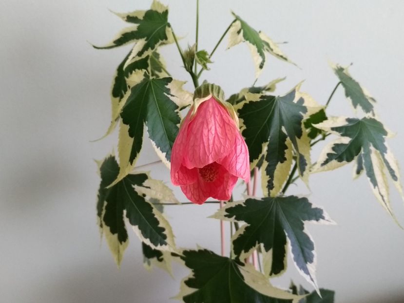 Floare Abutilon variegat - 1 - Disponibile plante de vanzare 2021