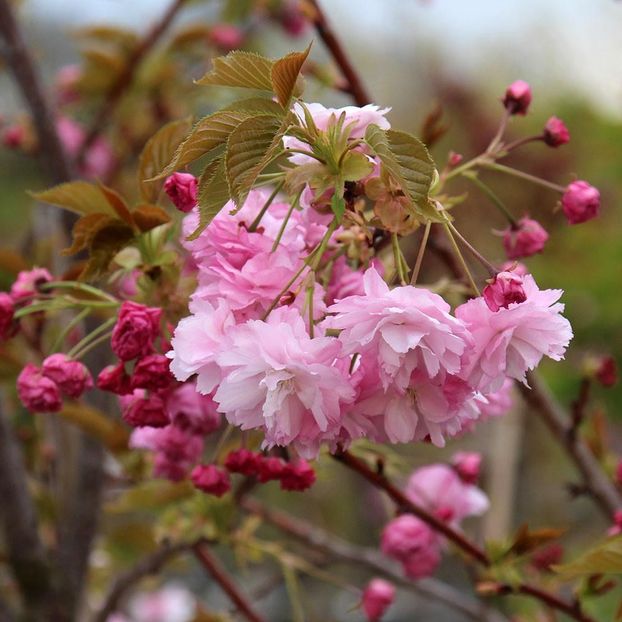 Pink-Perfection-Flowering-Cherry-Tree - Primăvara 2021