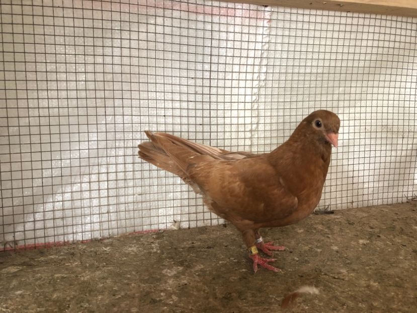 25460/21-387/14 - 4-lot zbor 2021