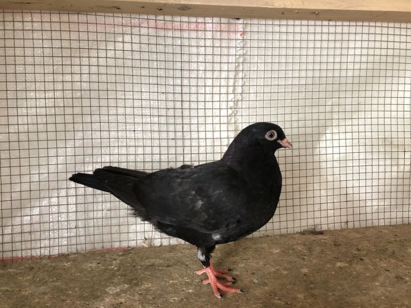 25478/21 - 4-lot zbor 2021