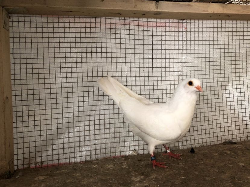 25461/21-16281/18 - 4-lot zbor 2021